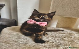 Maine Coon cats for sale: Maine coon kittens  - Image 2