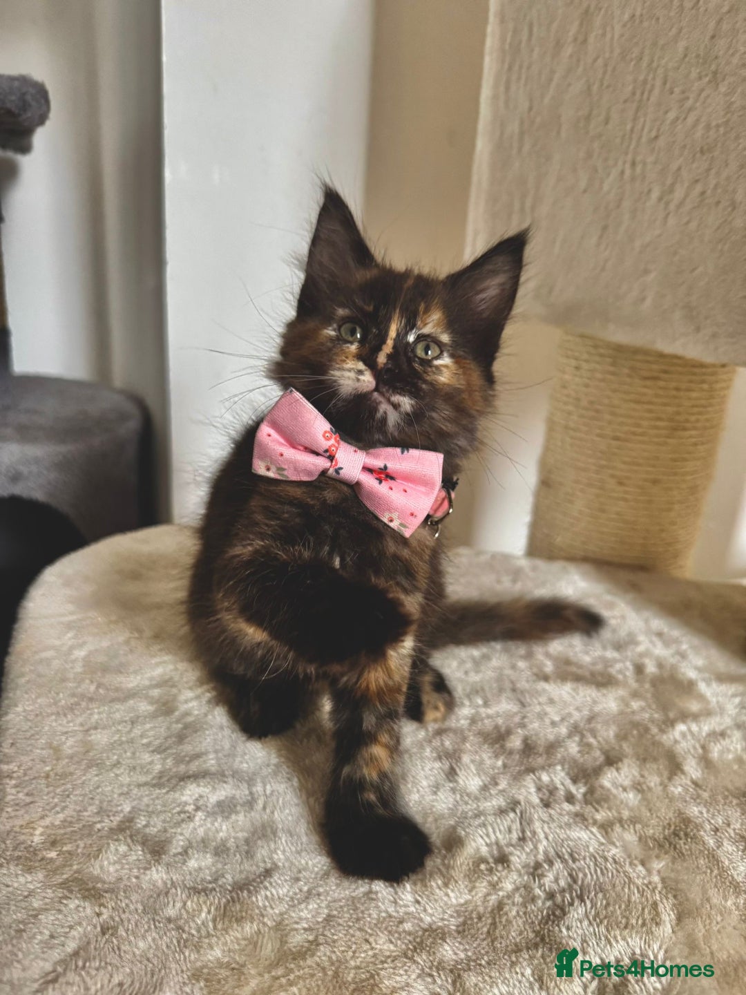 Maine Coon cats for sale: Maine coon kittens  - Image 2