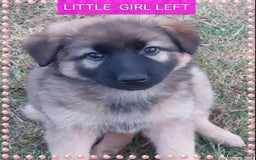 German Shepherd dogs for sale: 6 baby bears - Image 6
