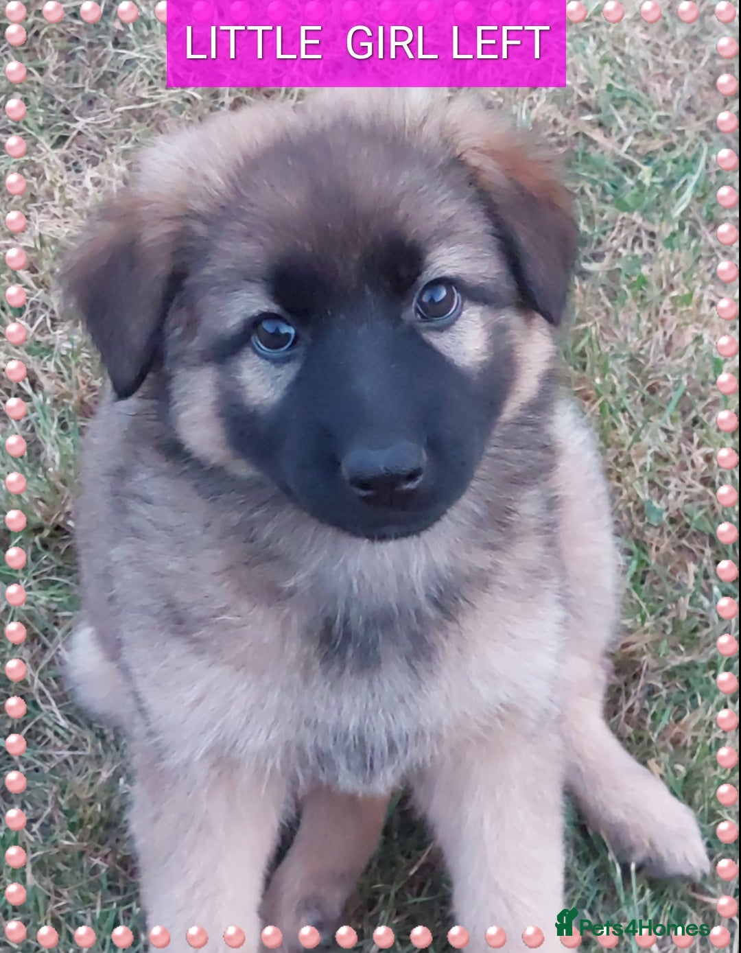 German Shepherd dogs for sale: 6 baby bears - Image 6