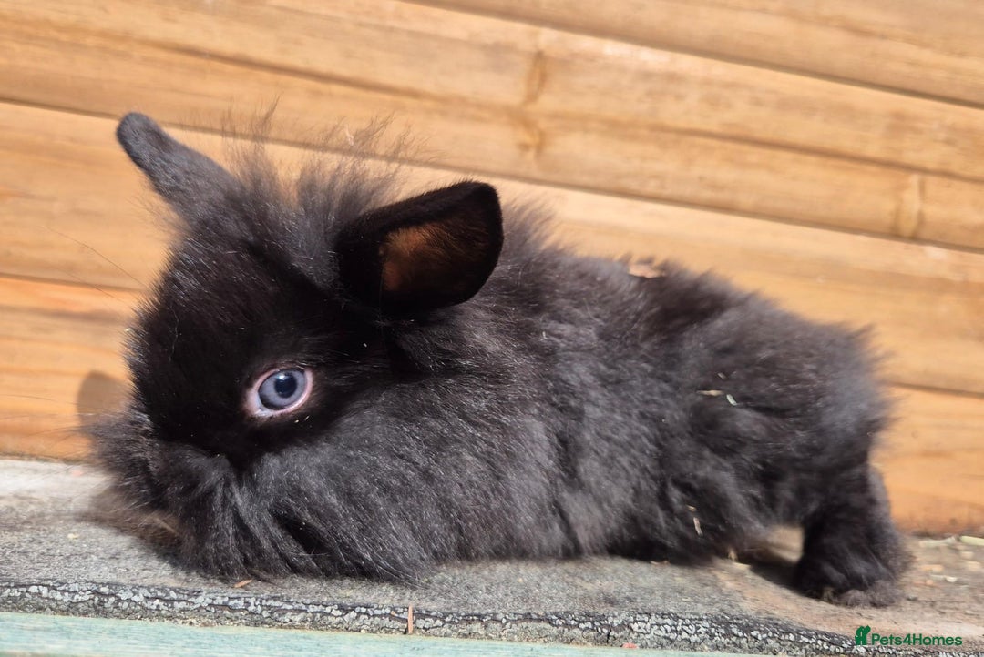 Mini Lion Lop rabbits for sale: Lion lops 7 available  - Image 3