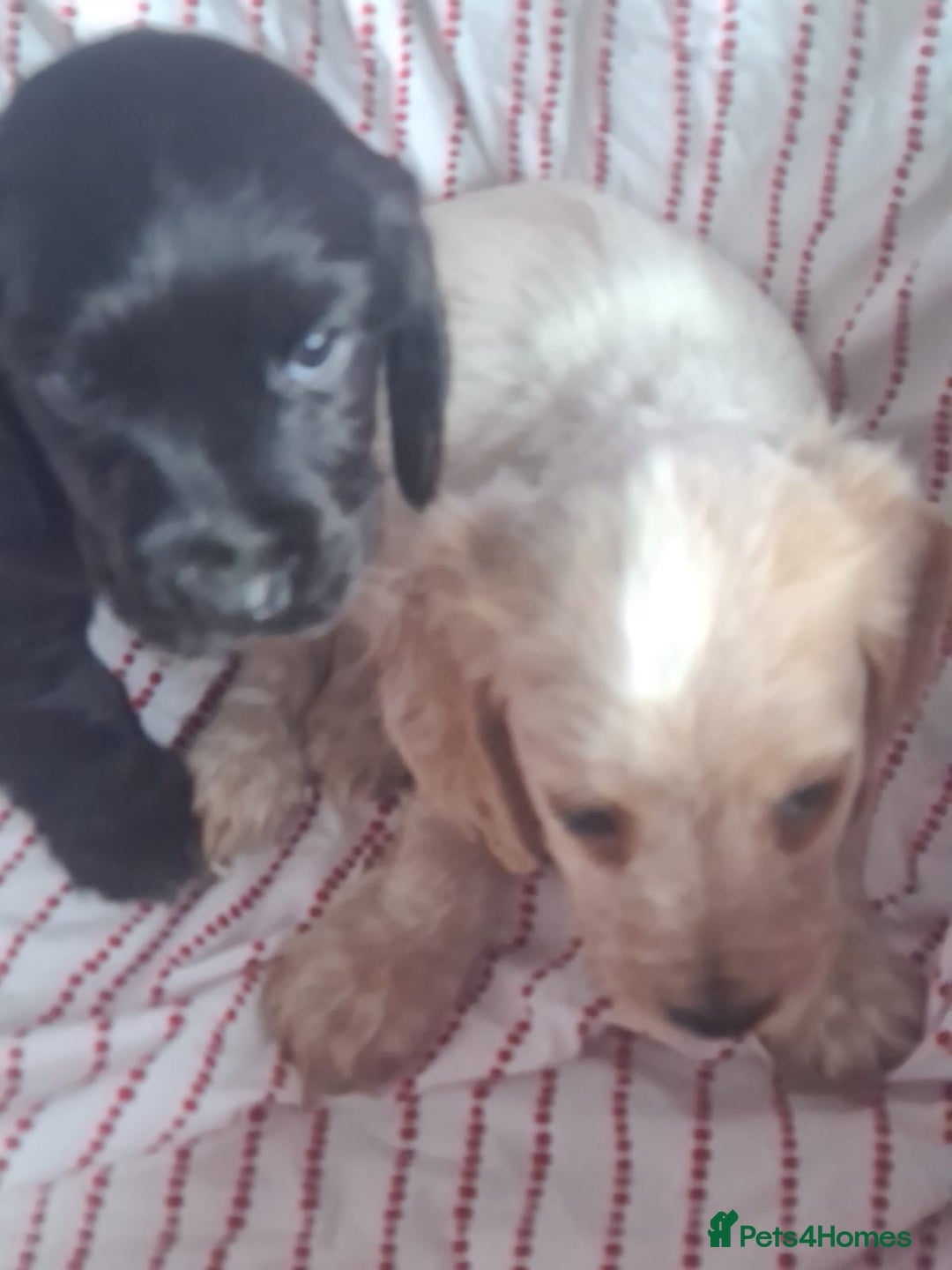 Cocker Spaniel dogs for sale: Cocker spaniel puppies | Mixed colours | 6 total - Advert 9