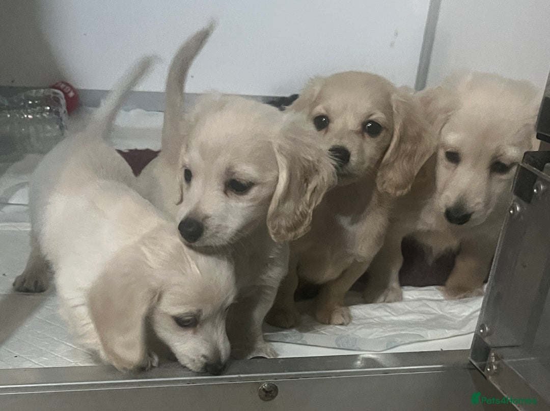 Miniature Dachshund dogs for sale: Very pale cream puppies available - Advert 4