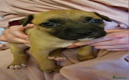 Bullmastiff dogs for sale: Bullmastiff puppies  - Image 7