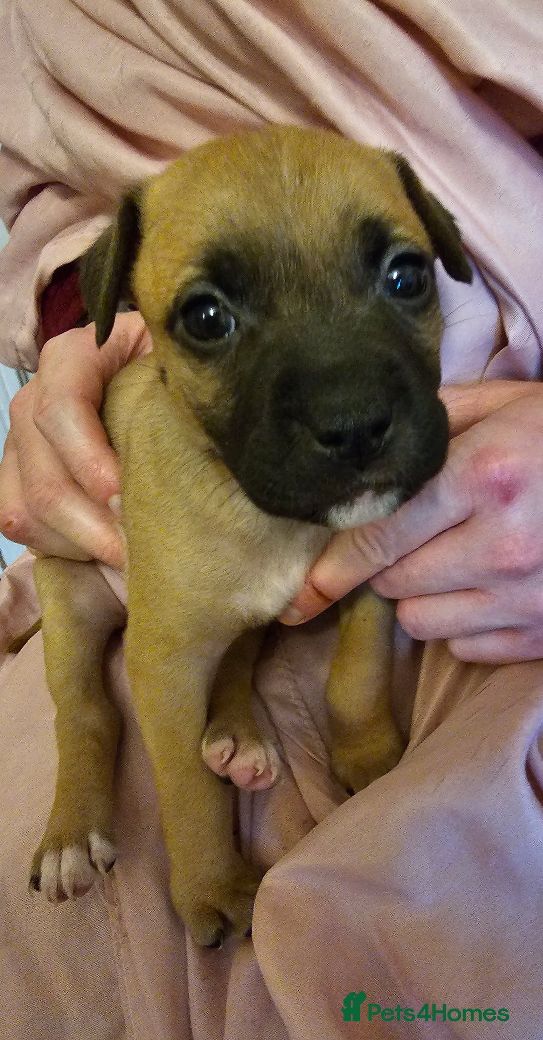 Bullmastiff dogs for sale: Bullmastiff puppies  - Image 7