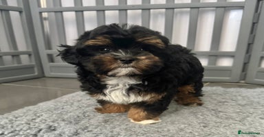 Maltipoo dogs - Advert 2