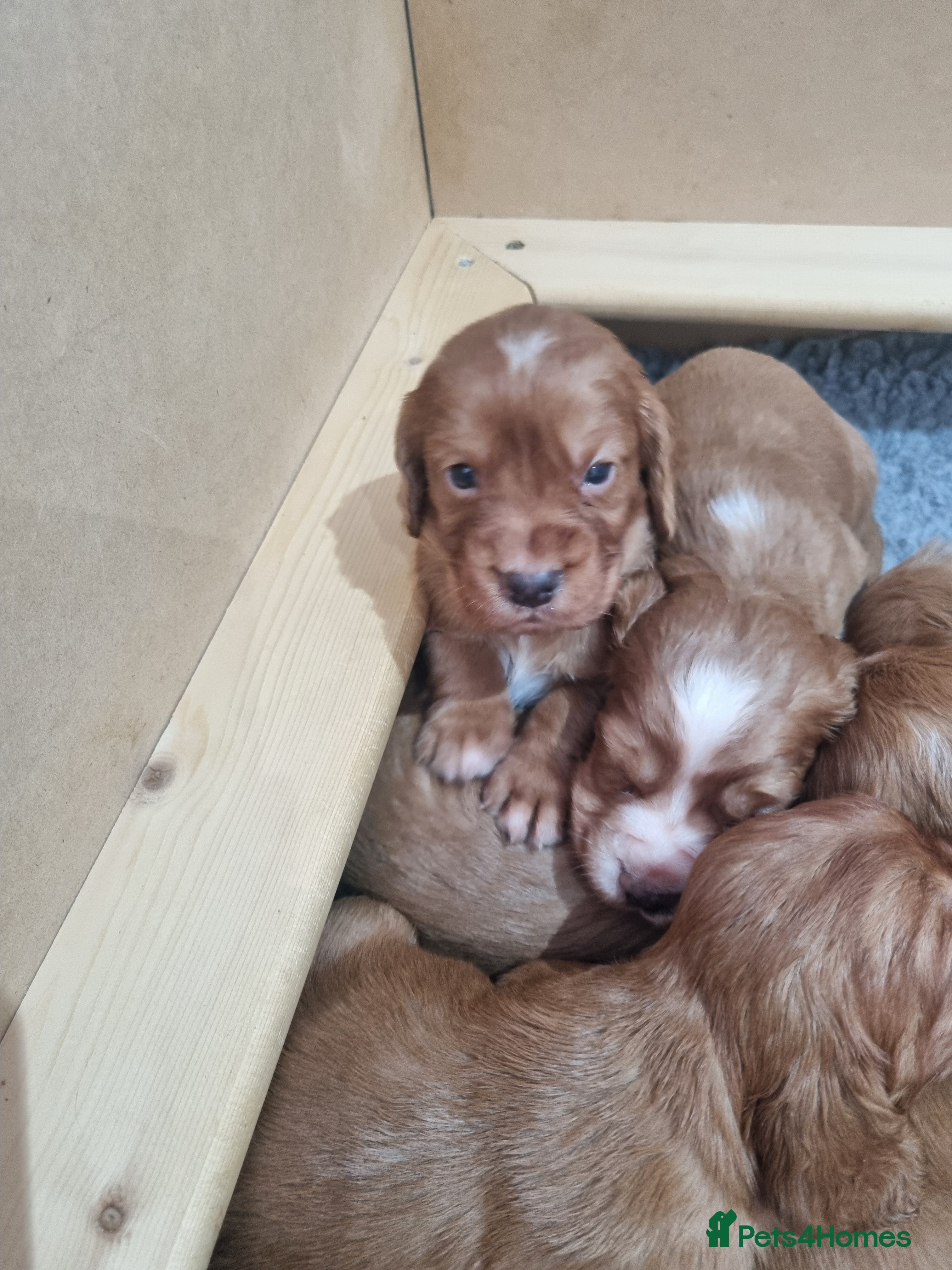 Cocker Spaniel dogs Adorable working breed cocker spaniels - Advert 2