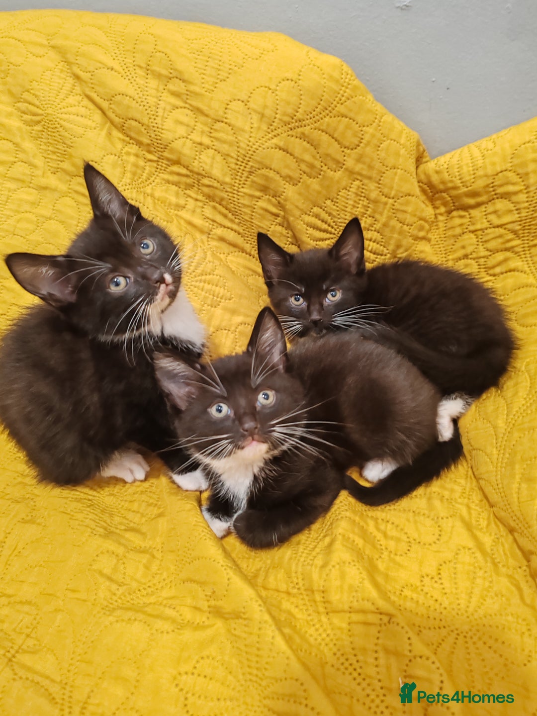 Mixed Breed cats for sale: Beautiful kittens VIDEOS - Image 15