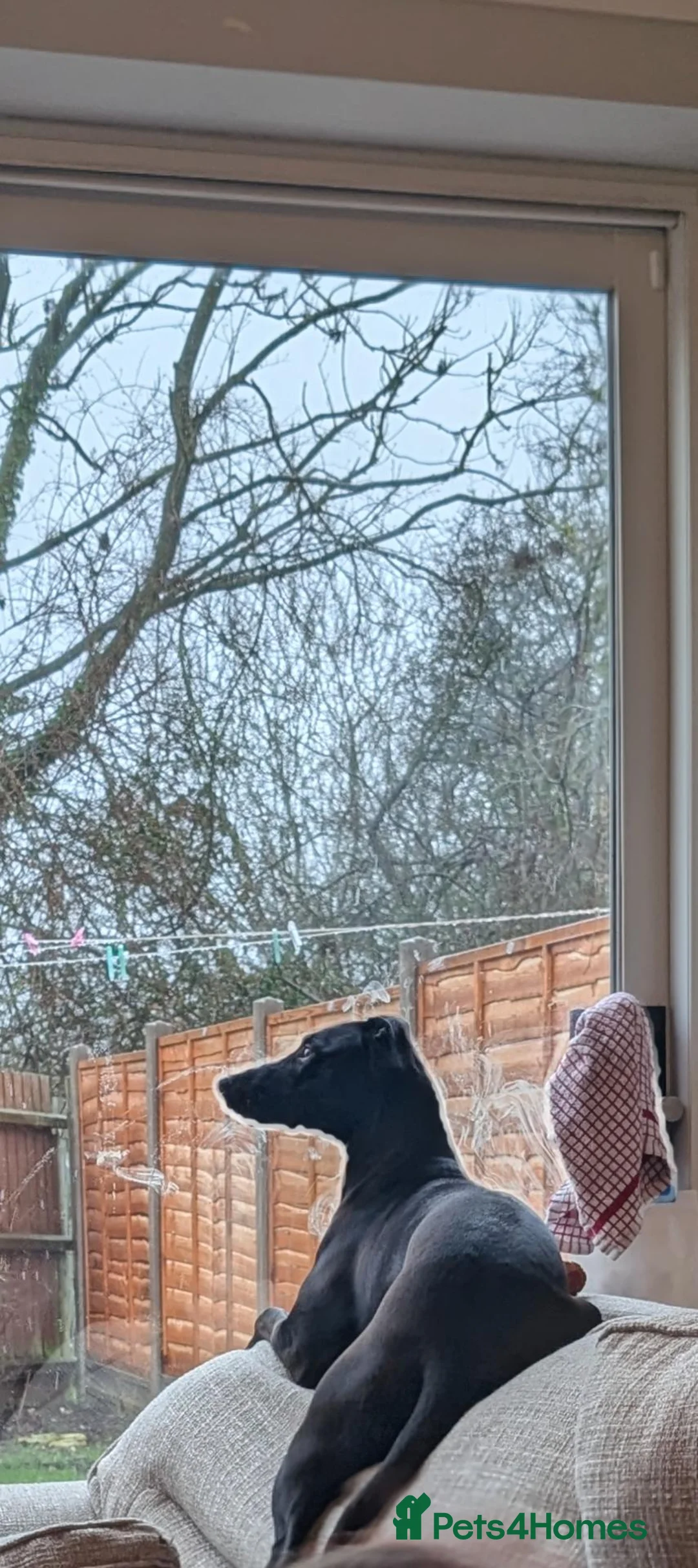 Mixed Breed dogs for sale: Dalmatian x collie girl Maggie for rehoming in Haverhill - Advert 5