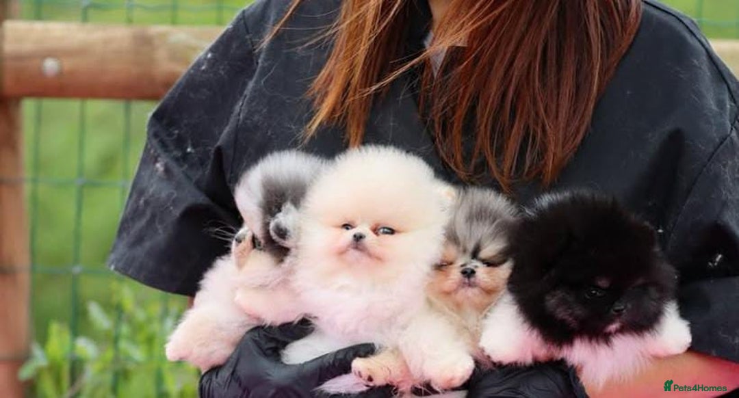 Pomeranian dogs for sale: Adorable Pomeranian Puppies for Sale. - Image 8