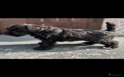Miniature Schnauzer dogs for sale: Miniature schnauzer puppy - Image 3
