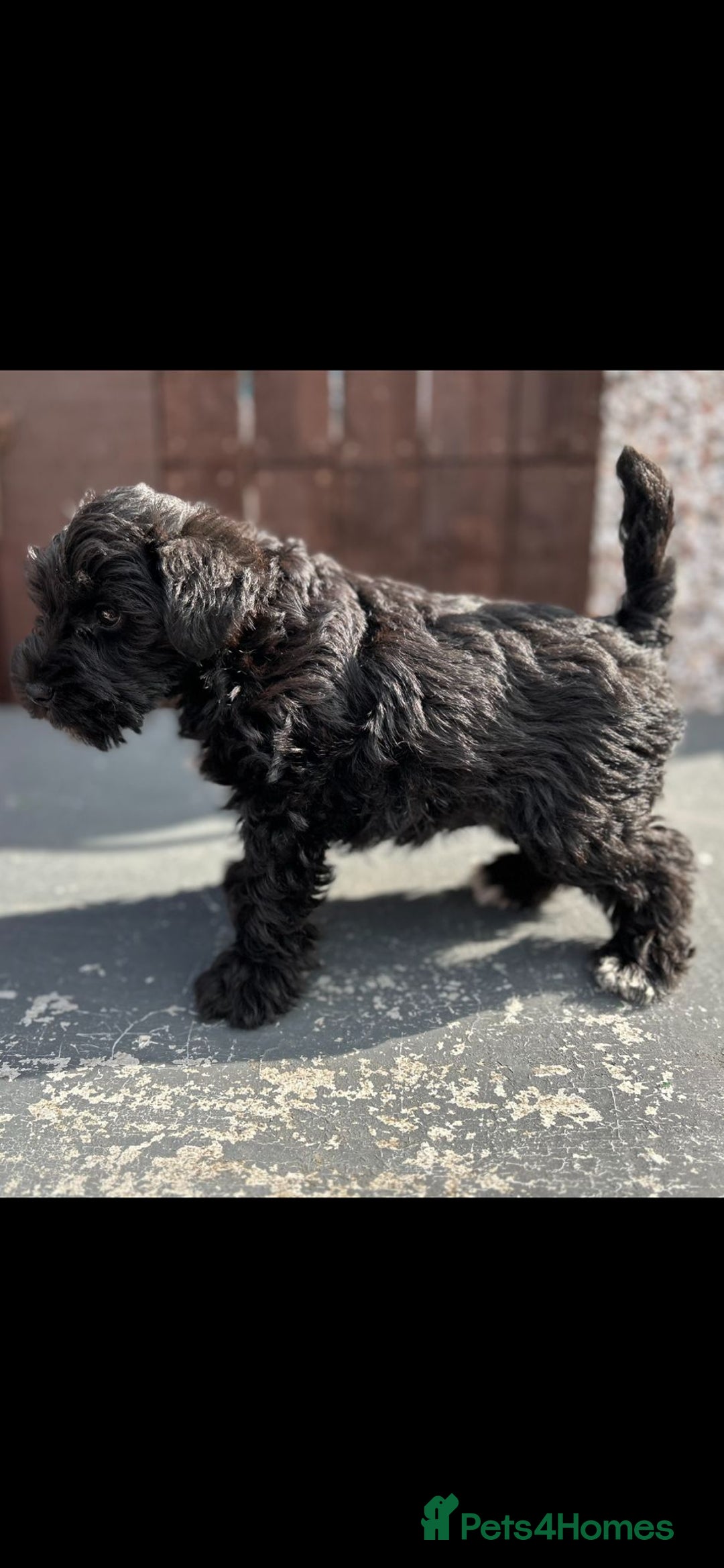 Miniature Schnauzer dogs for sale: Miniature schnauzer puppy - Image 3