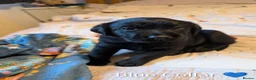 Labrador Retriever dogs for sale: Labrador puppies  in Beccles - Advert 5