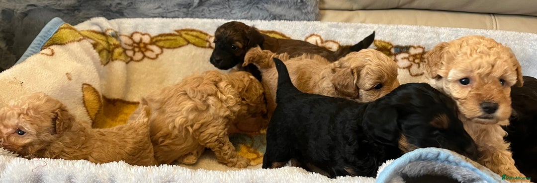 Shihpoo dogs for sale: beautiful shihpoo litter - Image 20