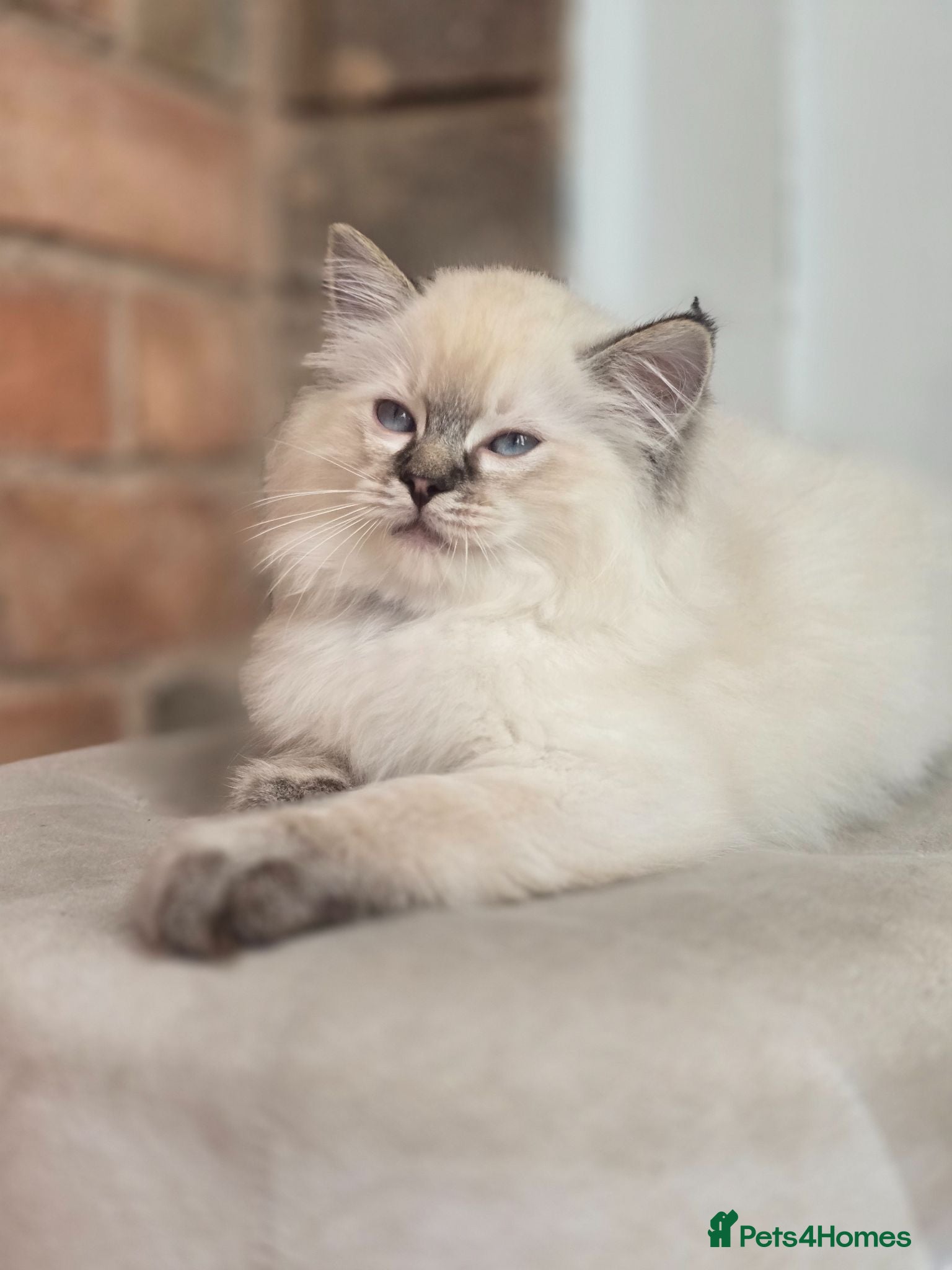 Ragdoll cats for sale: 💙🐾 2 Stunning TICA Ragdoll Boys 🐾💚 - Advert 2