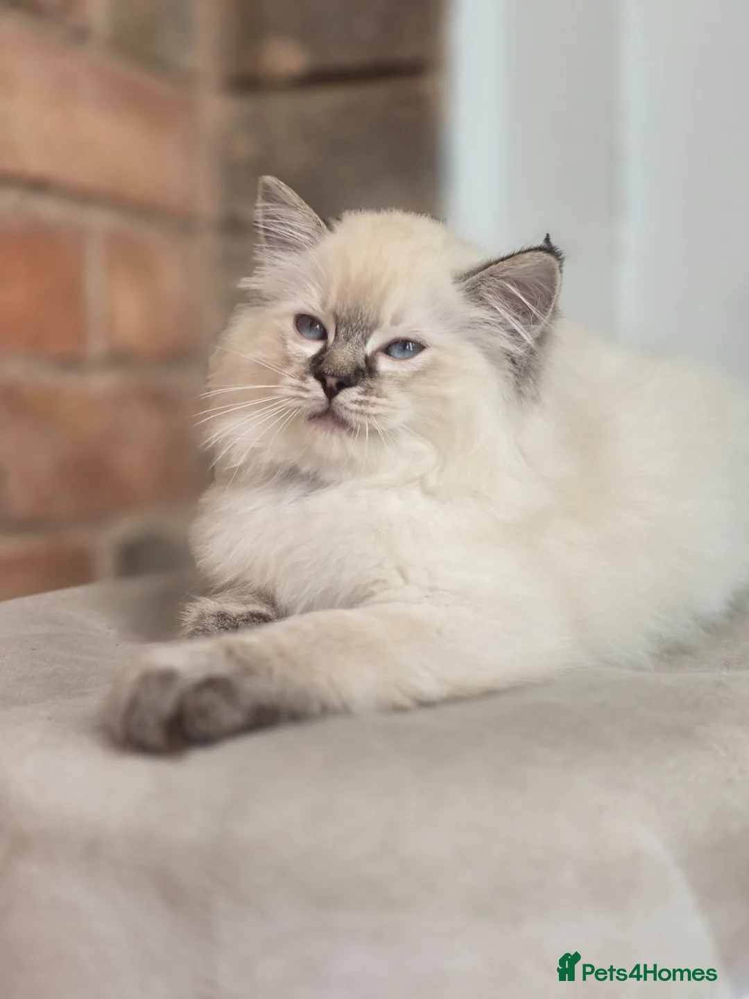 Ragdoll cats for sale: 💙🐾 2 Stunning TICA Ragdoll Boys 🐾💚 - Advert 1