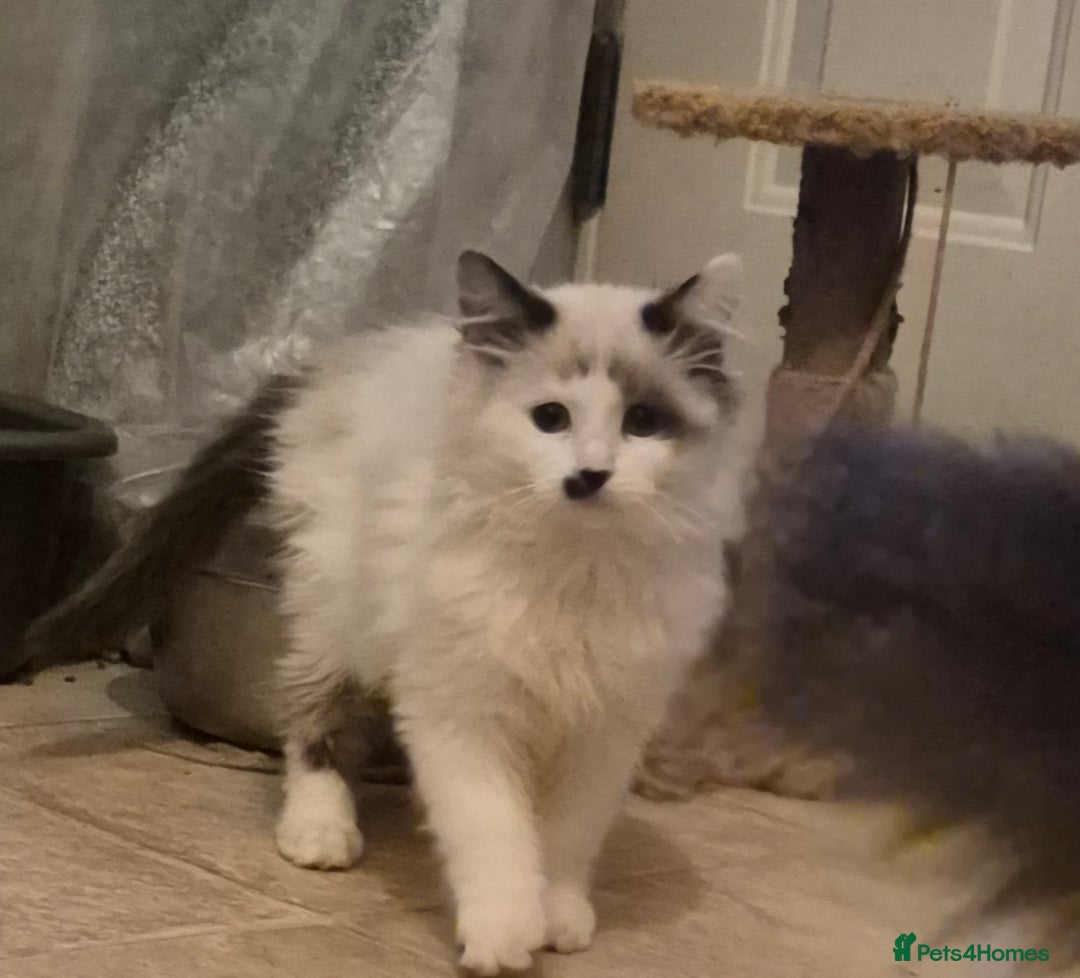 Ragdoll cats for sale: Beautiful mischievous blue eye ragdoll babies - Advert 5