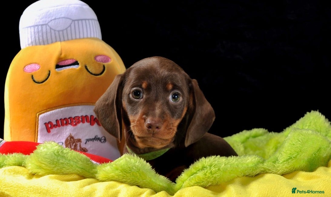 Miniature Dachshund dogs LAST ONE Chocolate KC Smooth Miniature Dachshunds - Advert 12