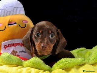 Miniature Dachshund dogs LAST ONE Chocolate KC Smooth Miniature Dachshunds - Advert 12