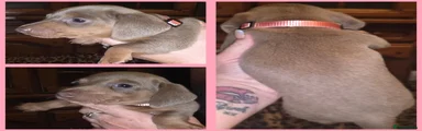 Light pink isabella girl