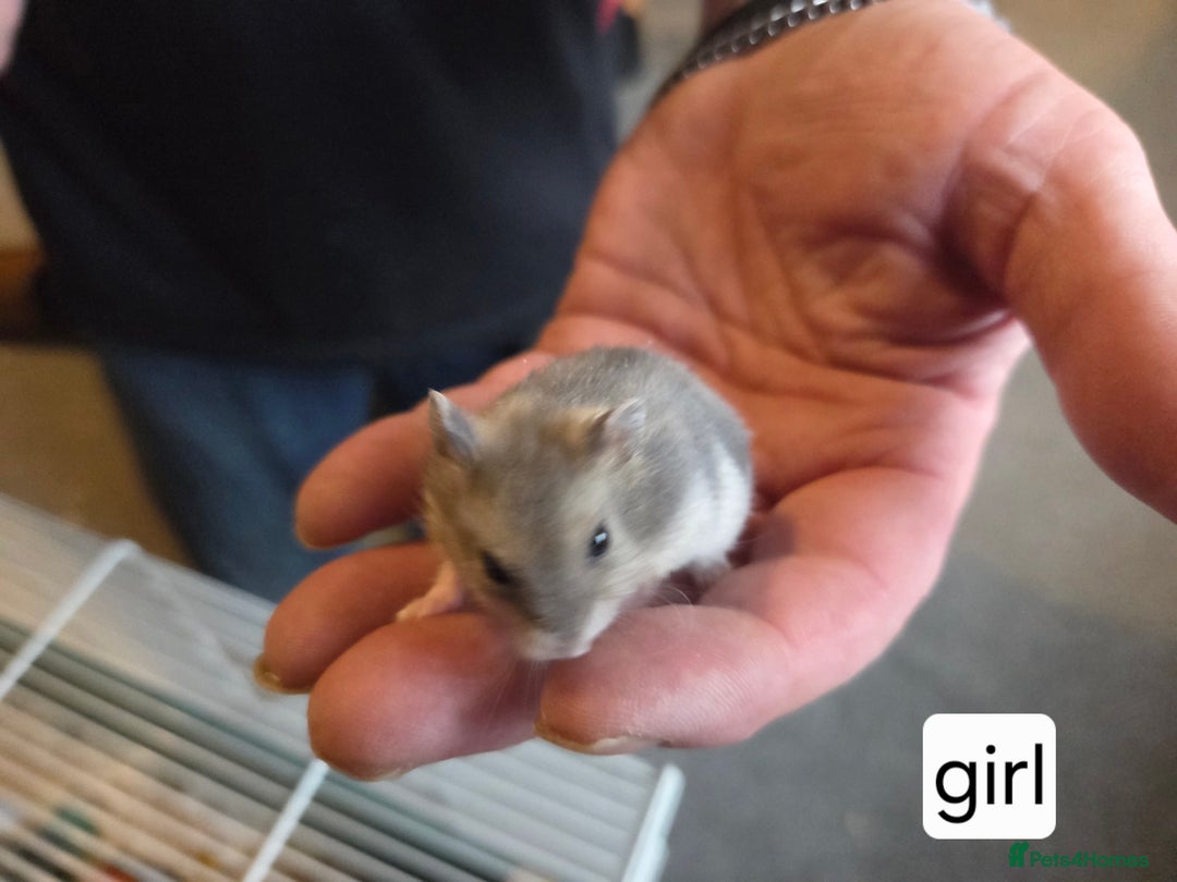 Hamster rodents for sale: Russian dwarf hamsters - Advert 2