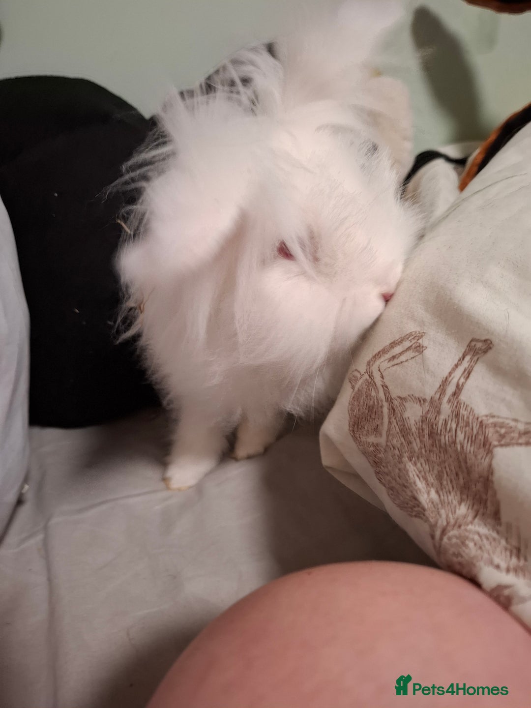 Lionhead rabbits for sale: Rabbit for adoption  - Image 4