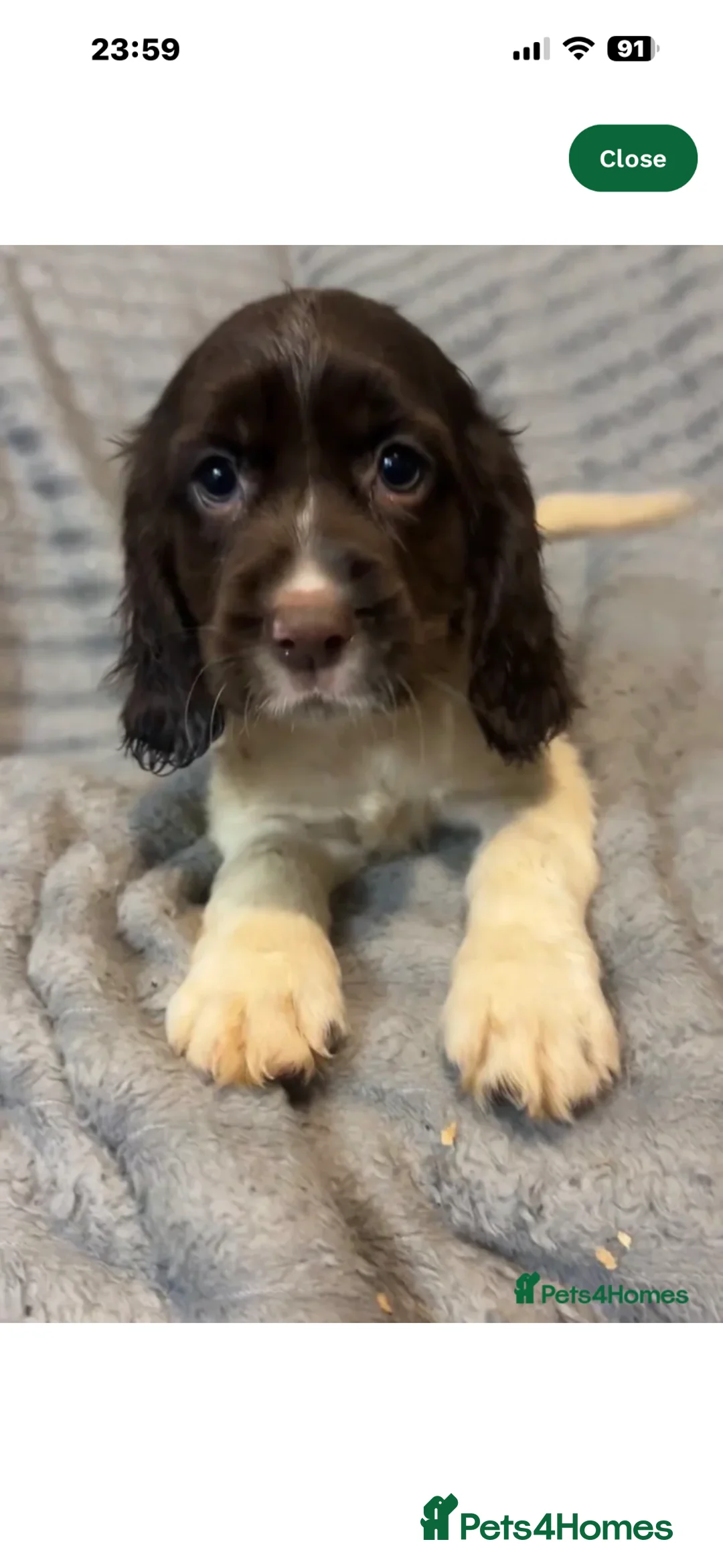Cockapoo dogs for sale: Cockapoo in Widnes - Advert 4