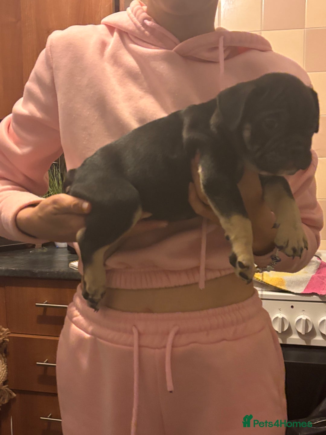 Mixed Breed dogs for sale: French bulldog x British bulldog  - Image 15