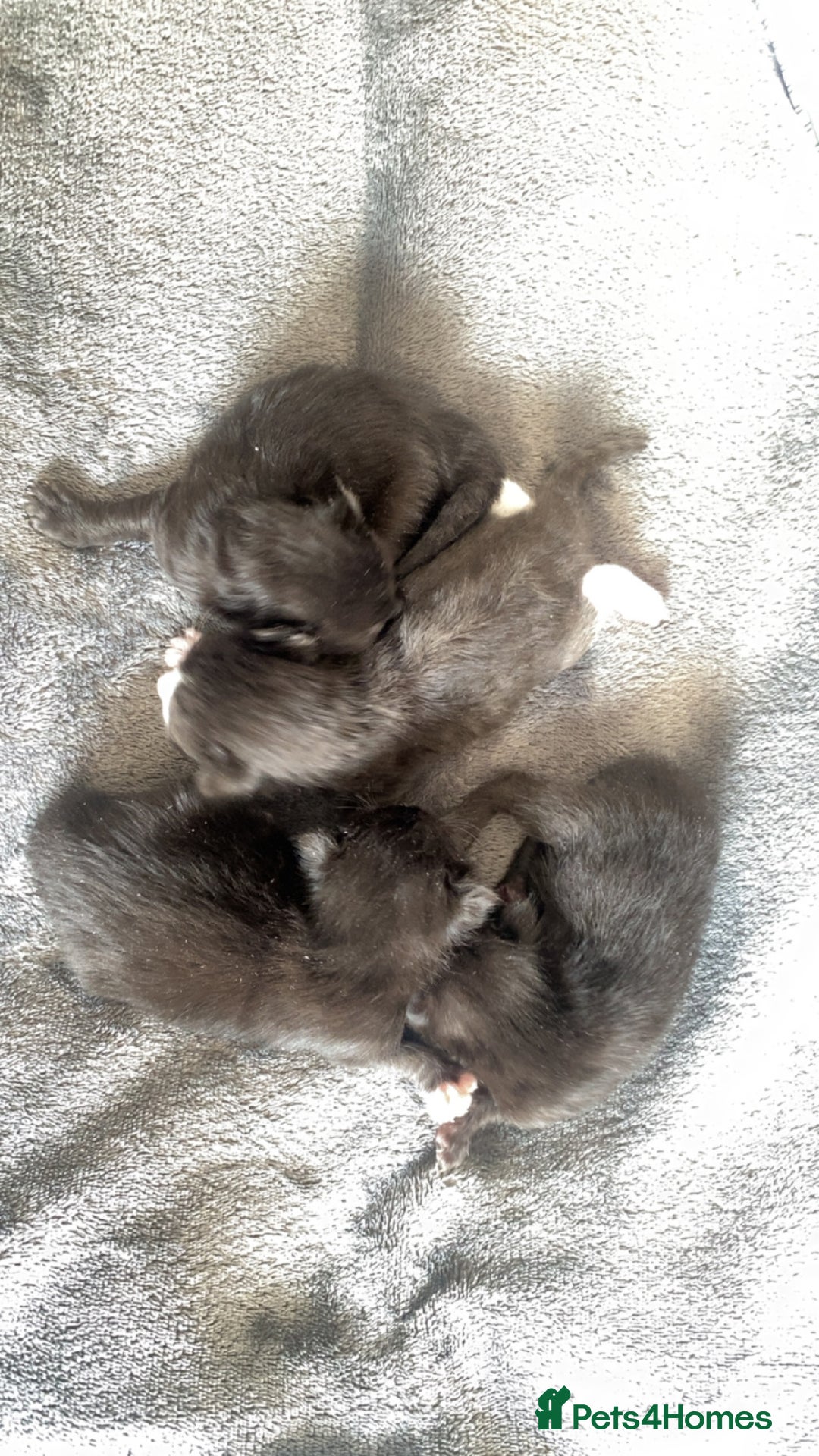 Mixed Breed cats for sale: Black Kitten available  - Image 1