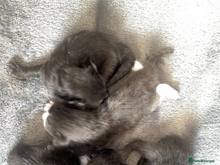 Mixed Breed cats - Advert 22