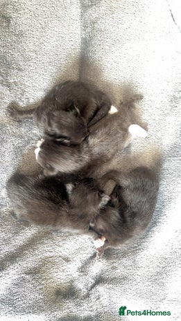 Mixed Breed cats - Advert 7