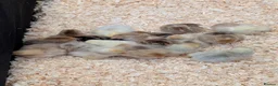 Chickens poultry for sale: Pekin bantam female growers/day old chicks  - Advert 8