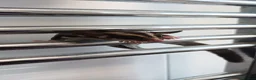 Sugar Glider rodents for sale: 4 male sugar gliders - Advert 7