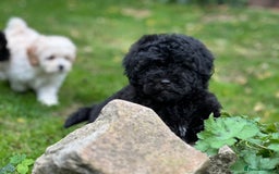 Shihpoo dogs for sale: Absolutely stunning Shihpoo pups ready now ❤️ - Image 17