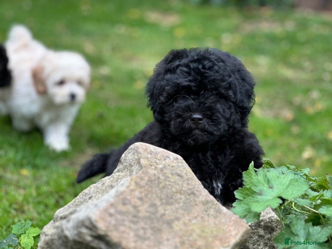 Shihpoo dogs for sale: Absolutely stunning Shihpoo pups ready now ❤️ - Image 17