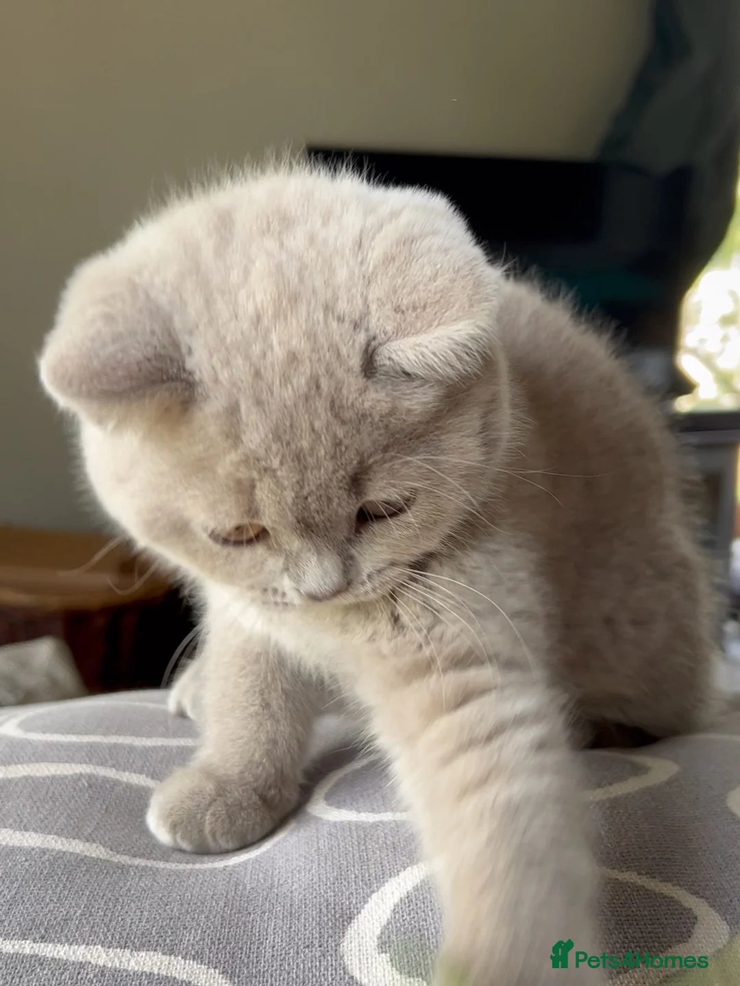 British Shorthair cats for sale: BSH Blue and Lilac GCCF Reg Kittens - Advert 2