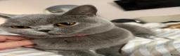British Shorthair cats for sale: 1 year old British Blue Shorthair - Advert 2