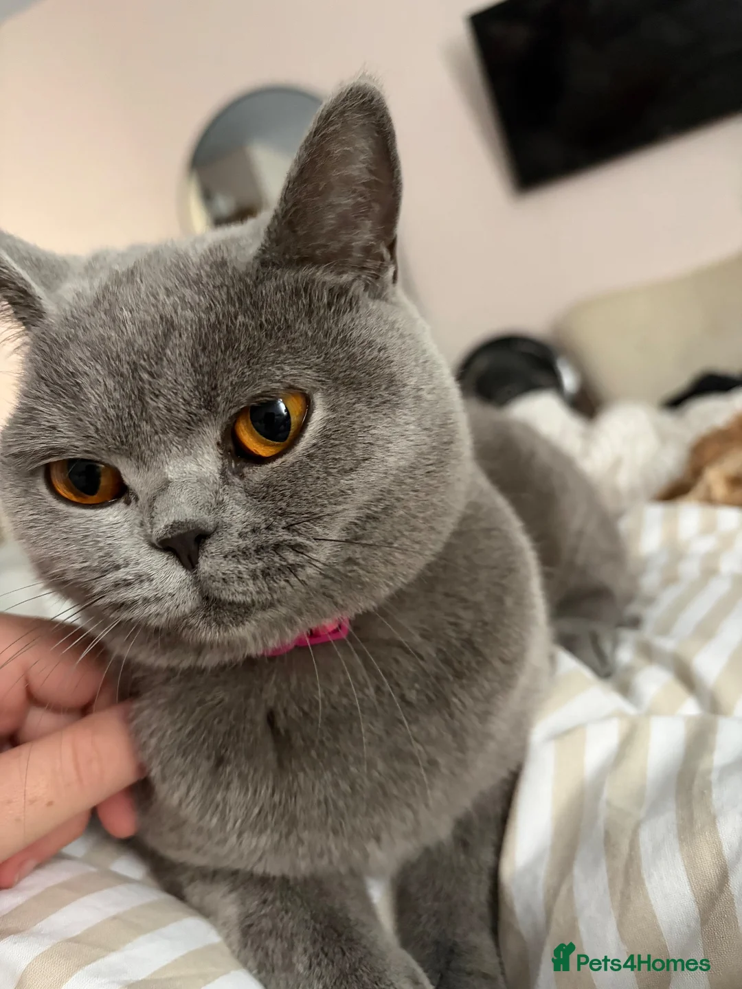 British Shorthair cats for sale: 1 year old British Blue Shorthair - Advert 2