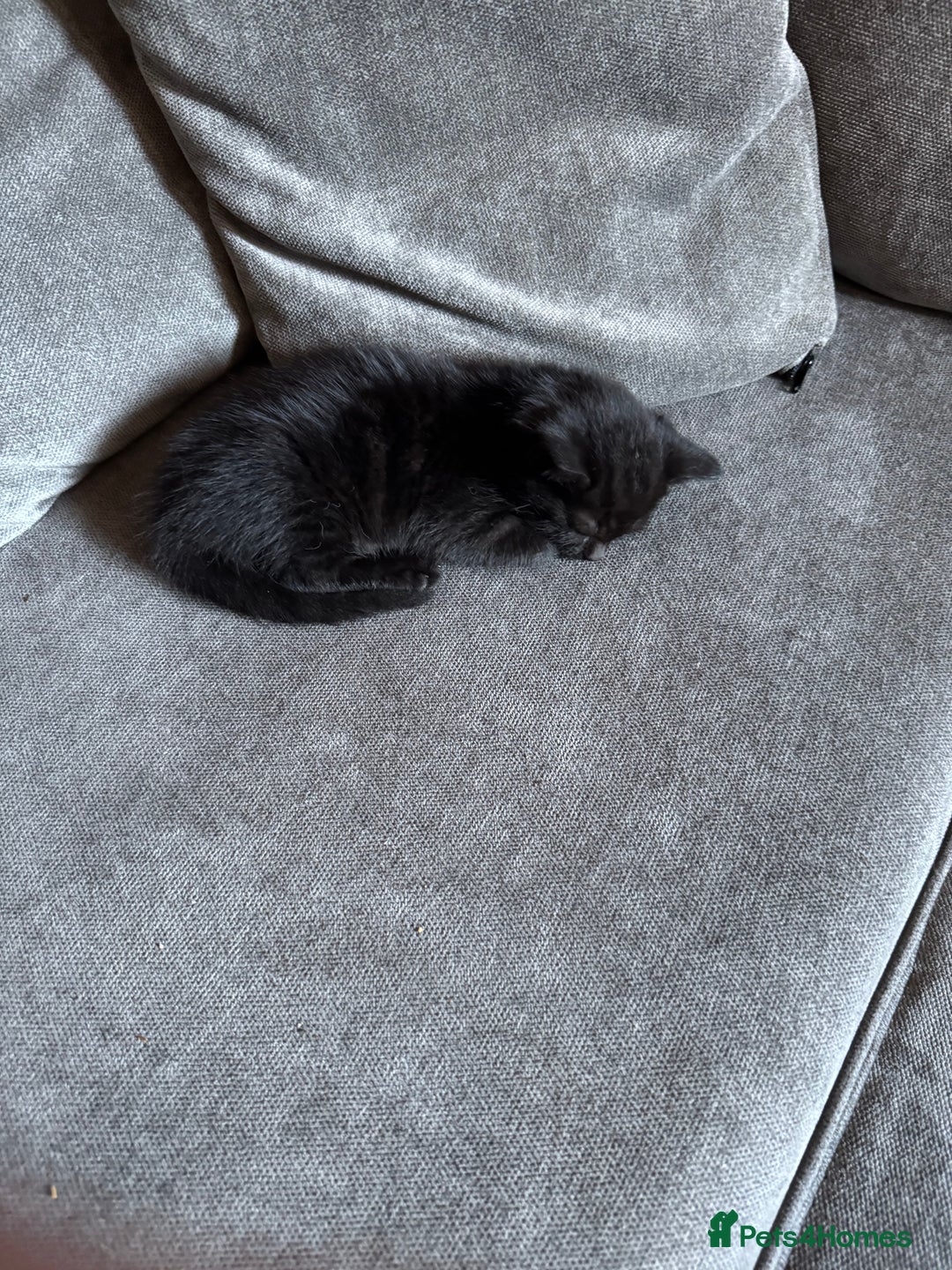 Mixed Breed cats for sale: Kitten - Image 7