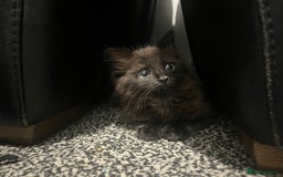 Domestic Shorthair cats for sale: FREE! Gorgeous Blackish Brown kitten - Image 7