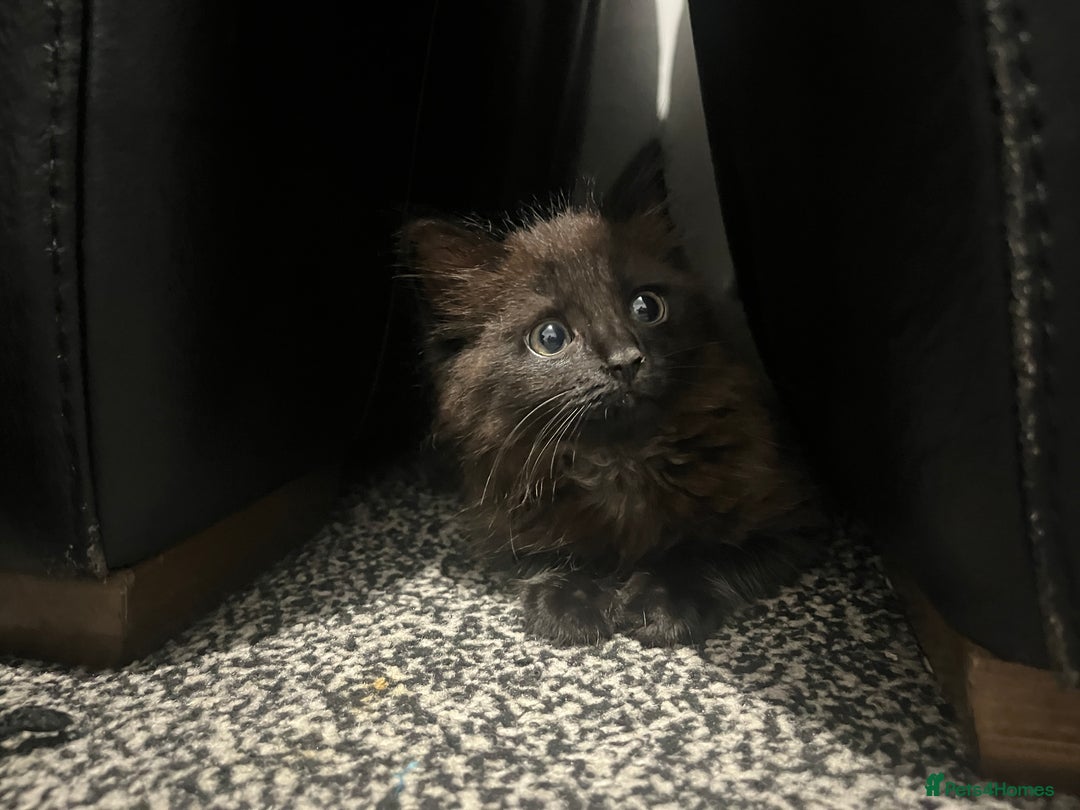 Domestic Shorthair cats for sale: FREE! Gorgeous Blackish Brown kitten - Image 7