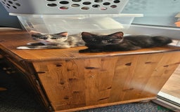 Mixed Breed cats for sale: Male and Female Kitten - Image 1
