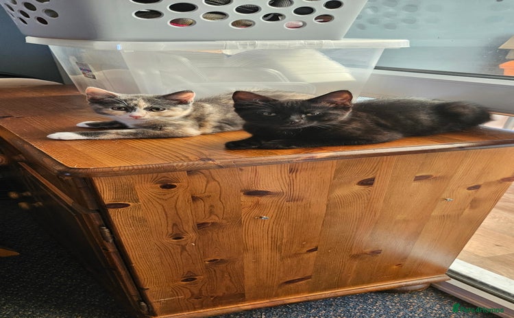 Mixed Breed cats - Advert 3