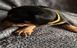Mixed Breed dogs for sale: 5 gorgeous silver dapple dachshund cross puppies  - Image 6