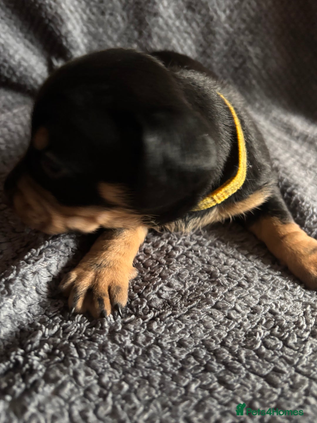 Mixed Breed dogs for sale: 5 gorgeous silver dapple dachshund cross puppies  - Image 6