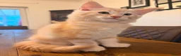 Maine Coon cats for sale: Maine coon kittens ready now, 1girl 1boy left  - Advert 15