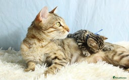 Bengal cats for sale: 🔥Stunning Bengal kittens Available🔥 - Image 25