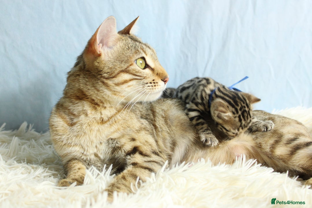 Bengal cats for sale: 🔥Stunning Bengal kittens Available🔥 - Image 25