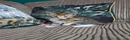 Bengal cats for sale: Bengal X DLH kittens  - Advert 20