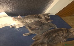 Maine Coon cats for sale: Maine Coon kittens  - Advert 14